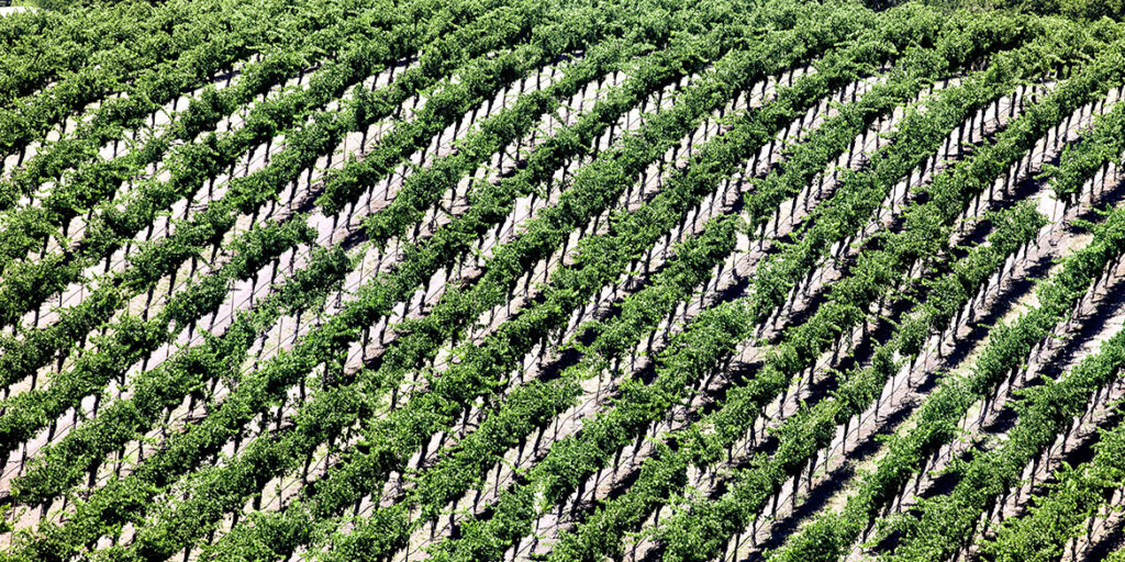 Troppo vino? Per alcuni l’espianto dei vigneti è la soluzione