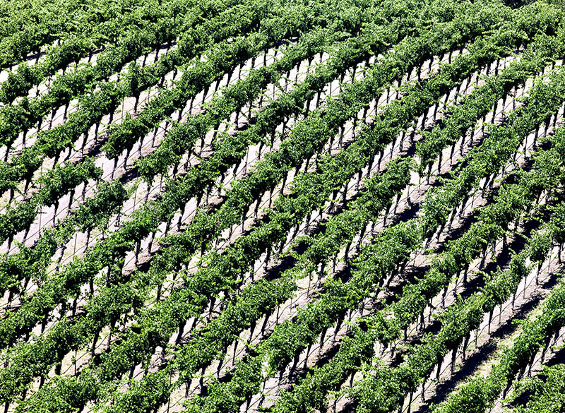 Troppo vino? Per alcuni l’espianto dei vigneti è la soluzione