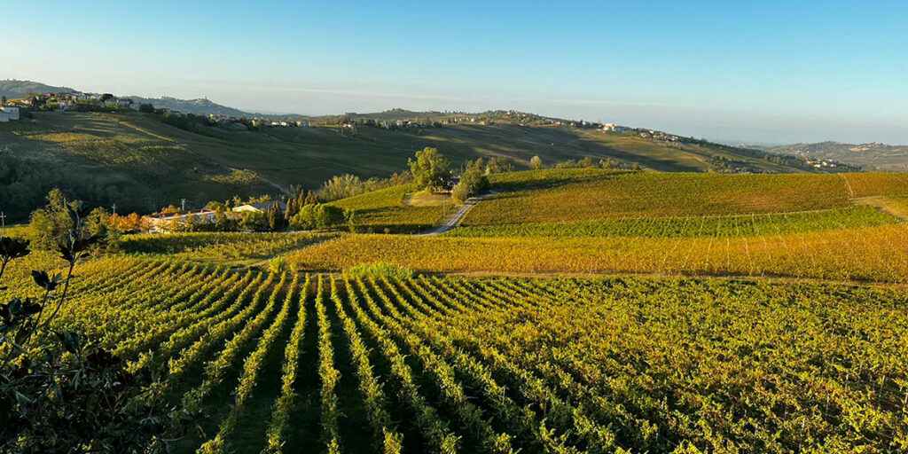 Il Pinot nero domina il vigneto dell’Oltrepò Pavese (con 24,9% di ettari)