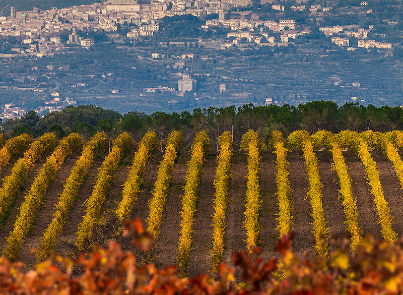 Cortona è Syrah. Le modifiche al disciplinare volute dai produttori lo confermano