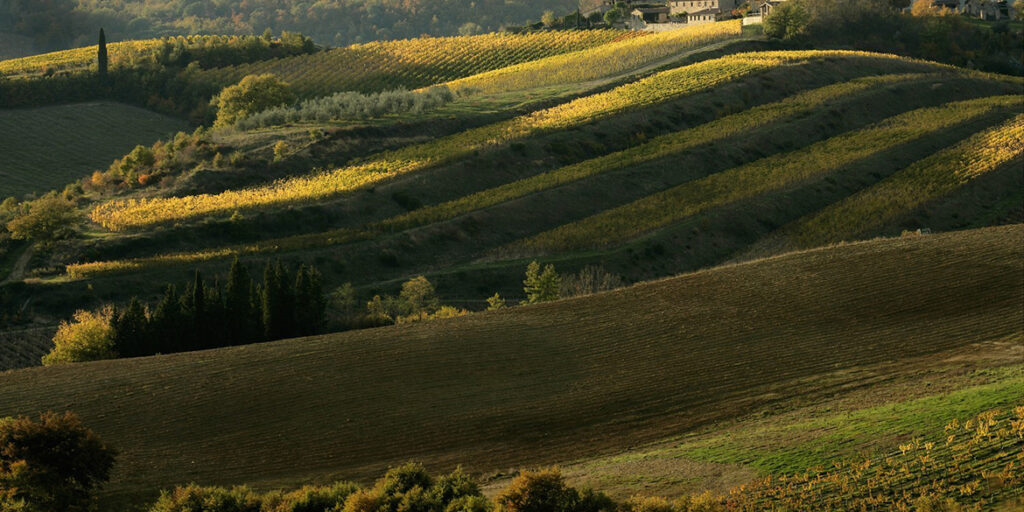 Chianti Classico 2024 freschi e beverini. La leadership di Riserva e Gran Selezione