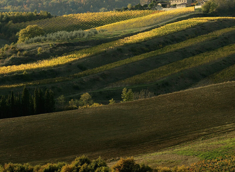 Chianti Classico 2024 freschi e beverini. La leadership di Riserva e Gran Selezione