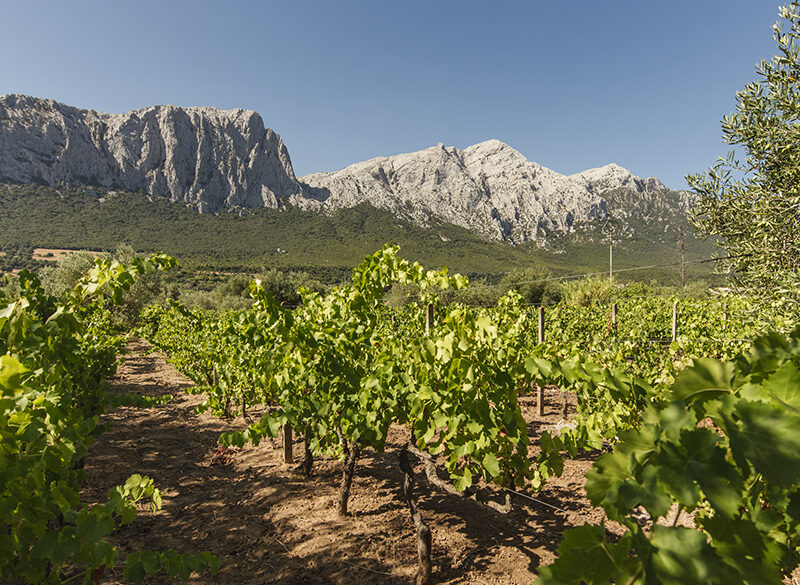 Il Nepente di Oliena secondo Iolei