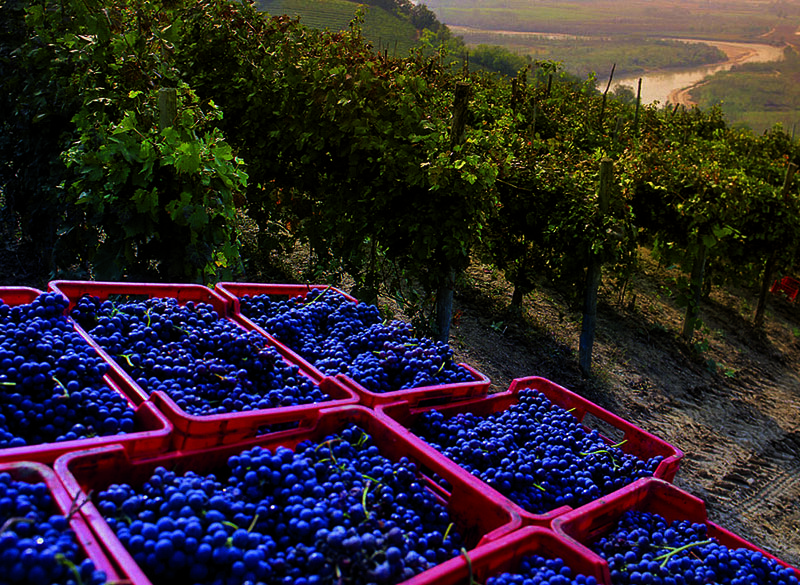 Barolo 2022 e Barbaresco 2023: calore ed eleganza