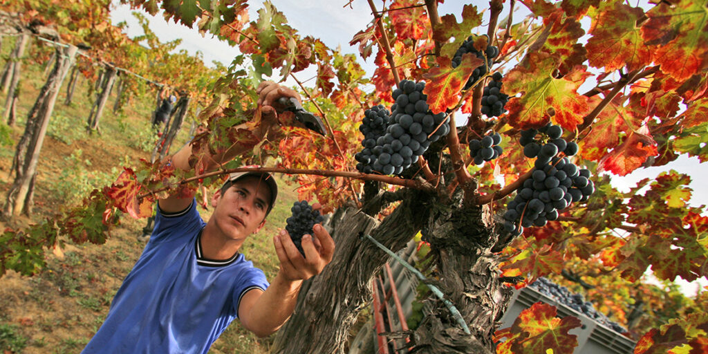 Vendemmia 2025: produzione in linea con il 2024, ma il +6% di giacenze sono un problema