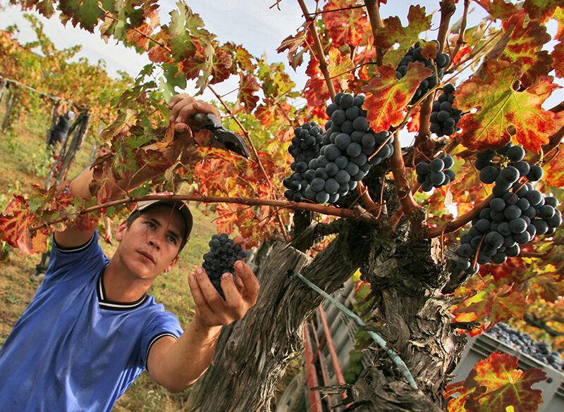 Vendemmia 2025: produzione in linea con il 2024, ma il +6% di giacenze sono un problema