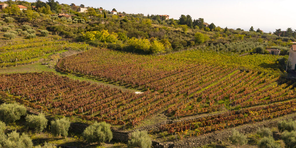 Trova le differenze (1): Nerello Mascalese vs Nerello Cappuccio