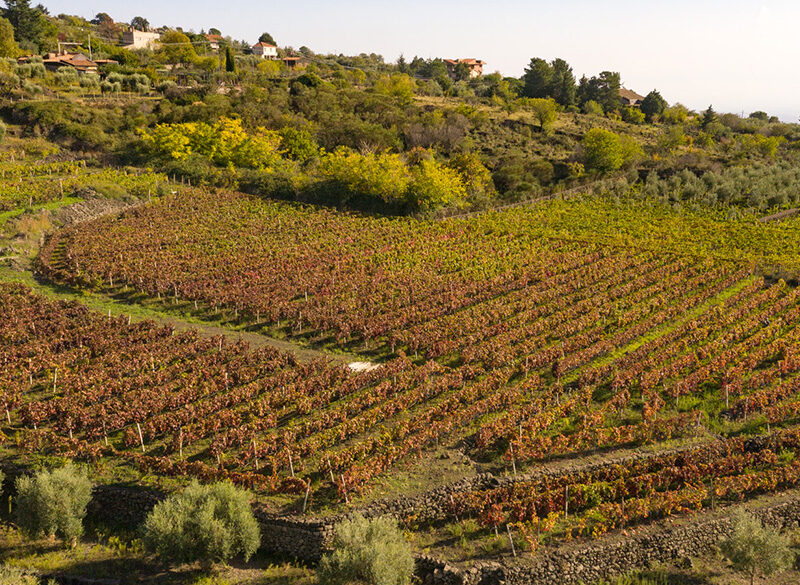 Trova le differenze (1): Nerello Mascalese vs Nerello Cappuccio