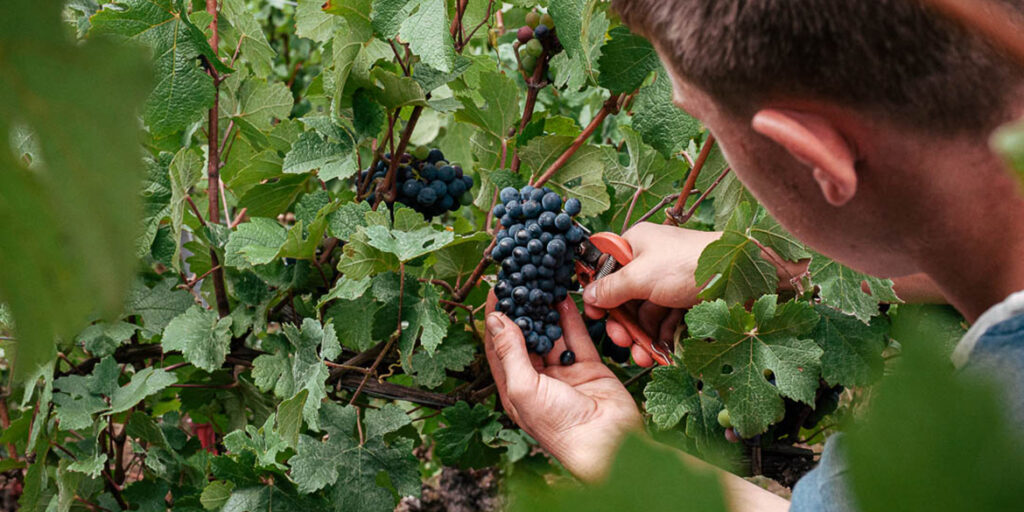 Champagne trends: la rivincita del Meunier