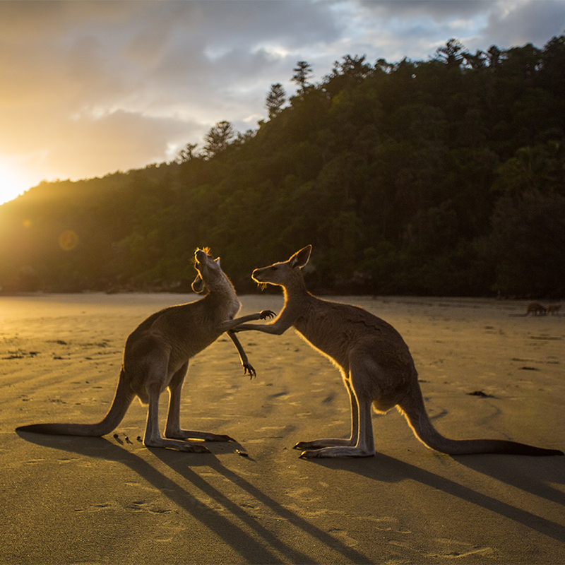 L’Australia potrà usare il nome Prosecco e il Mercosur entrerà in vigore (provvisorio) a maggio