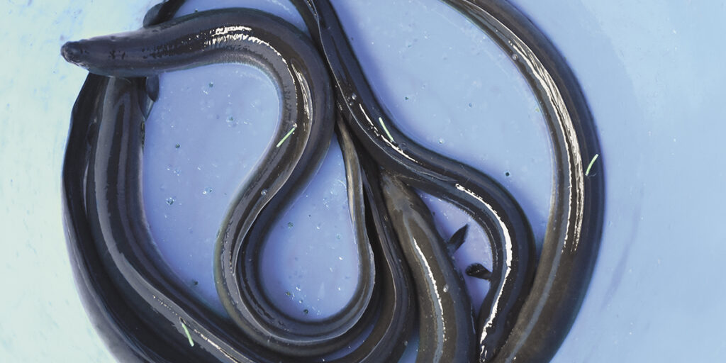 Viaggio nella materia prima (10): l’anguilla piace marinata, affumicata o alla brace