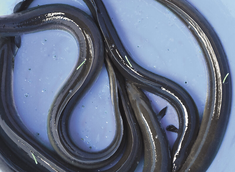 Viaggio nella materia prima (10): l’anguilla piace marinata, affumicata o alla brace