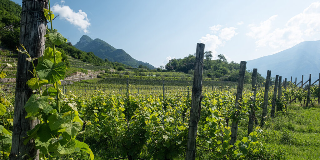 Cavit riscopre il Pinot bianco (e anche la Schiava)