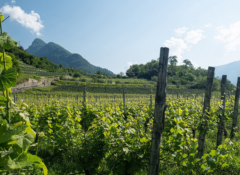 Cavit riscopre il Pinot bianco (e anche la Schiava)