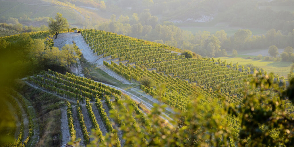 Gavi 2025: equilibrio e aderenza al terroir