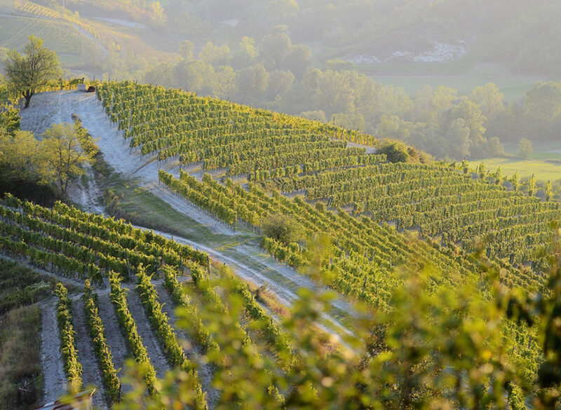 Gavi 2025: equilibrio e aderenza al terroir
