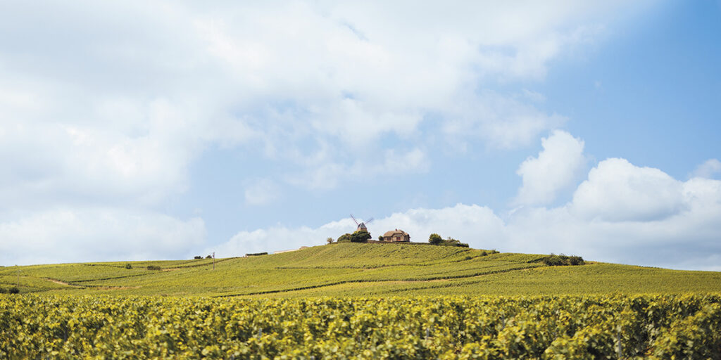 Louis Roederer, Vintage 2018, la verità del frutto