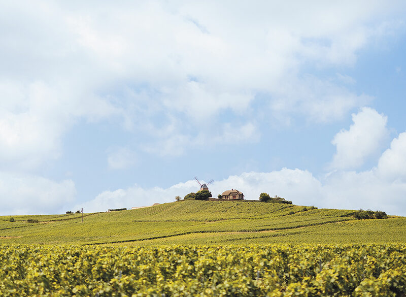 Louis Roederer, Vintage 2018, la verità del frutto