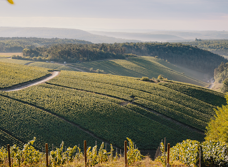 Domaine Alexandre Bonnet scandaglia l’anima profonda di Les Riceys