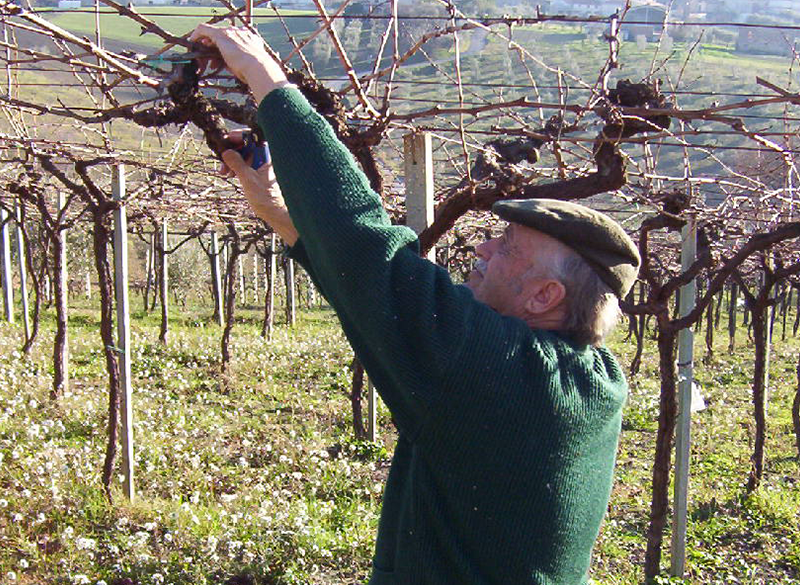 È morto Emidio Pepe, pioniere del vino abruzzese