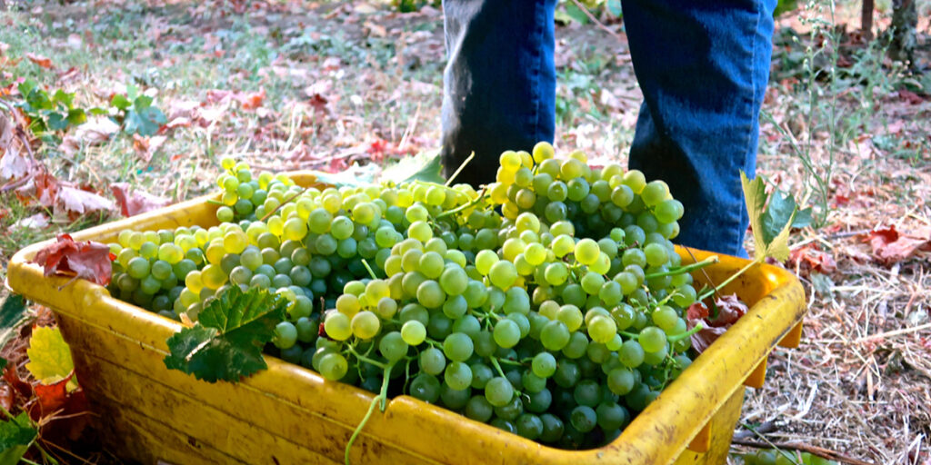 Il Vermentino parla una lingua internazionale. Sardegna e Toscana restano l’eccellenza