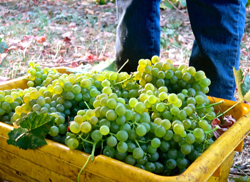 Il Vermentino parla una lingua internazionale. Sardegna e Toscana restano l’eccellenza