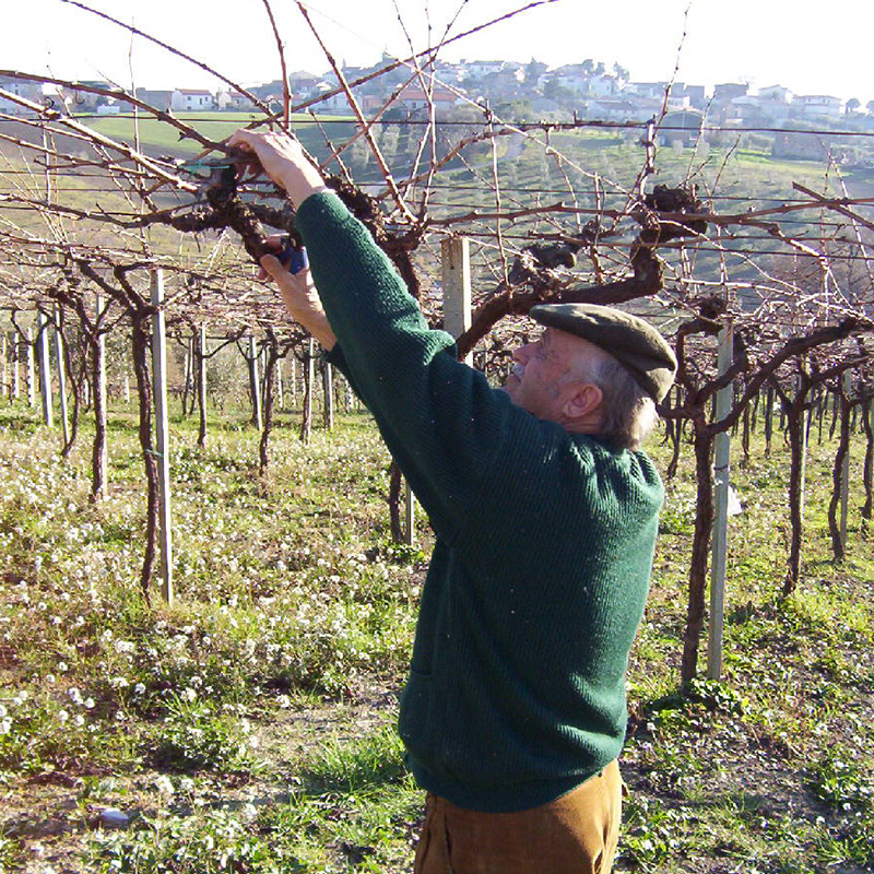 È morto Emidio Pepe, pioniere del vino abruzzese