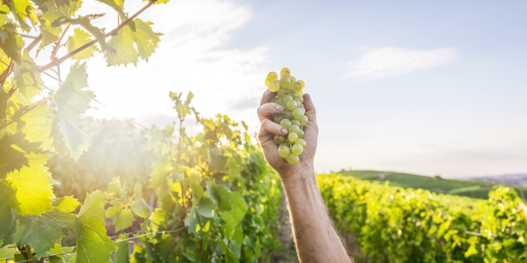 “Moscato? Secco per favore”. Analisi di una tendenza