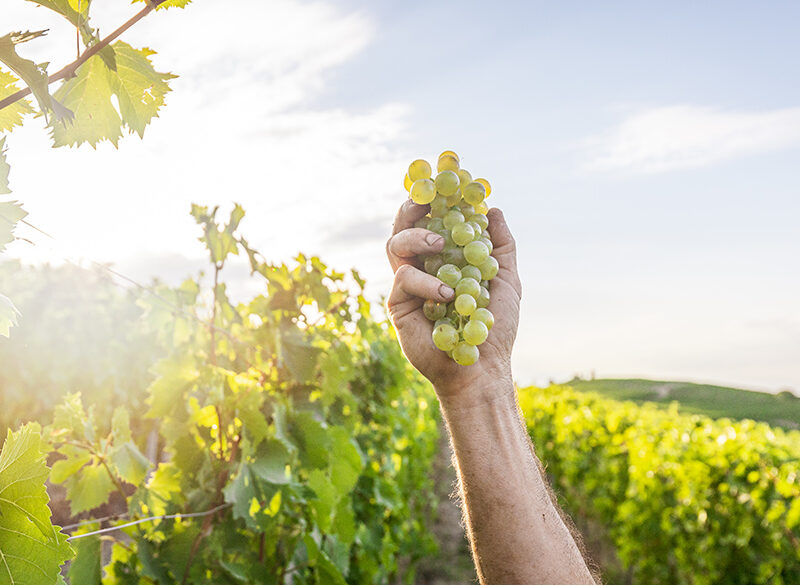 “Moscato? Secco per favore”. Analisi di una tendenza