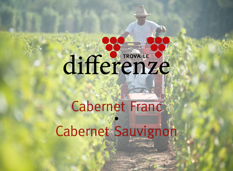 Trova le differenze (6): Cabernet Franc e Cabernet Sauvignon