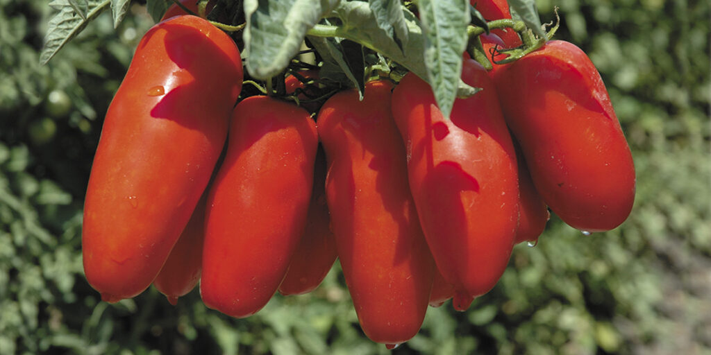 Viaggio nella materia prima (11): pomodoro San Marzano eroe dei due mondi
