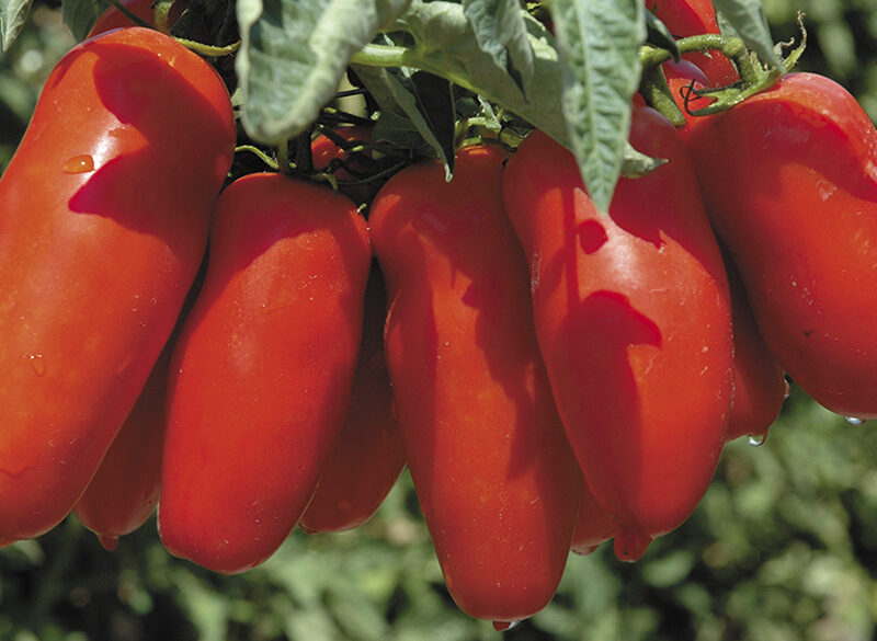 Viaggio nella materia prima (11): pomodoro San Marzano eroe dei due mondi