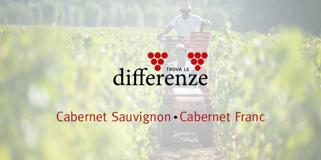 Trova le differenze (6): Cabernet Franc e Cabernet Sauvignon