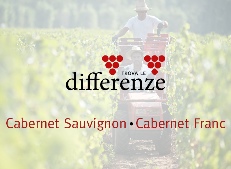 Trova le differenze (6): Cabernet Franc e Cabernet Sauvignon