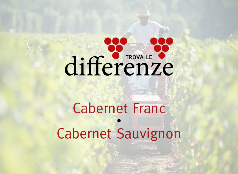 Trova le differenze (5): Cabernet Franc e Cabernet Sauvignon