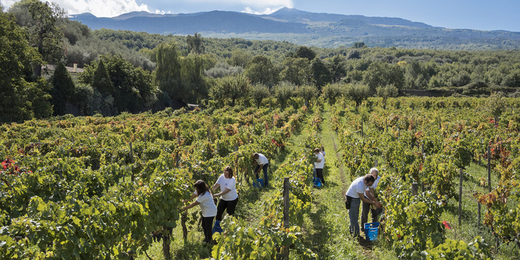 Vendemmie sempre più precoci: il nuovo calendario del vino