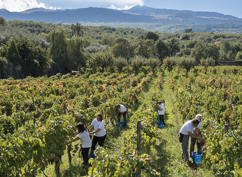 Vendemmie sempre più precoci: il nuovo calendario del vino
